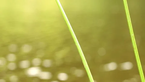 Green grass by the lake Stock Footage 280198586