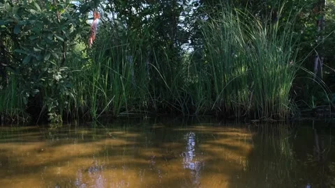 Green grass on the lake shore. Stock Footage 204857772