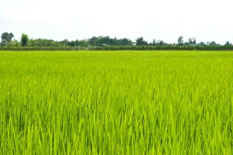 Green grass landscape Stock Photos