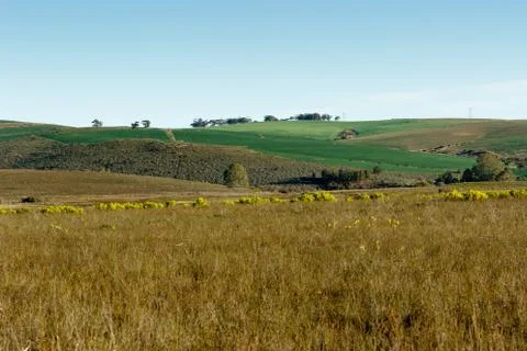 Green Grass Landscape Stock Photos