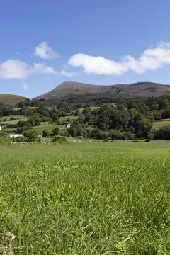 Green grass landscape Stock Photos