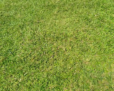Green Grass Lansscape Stock Photos