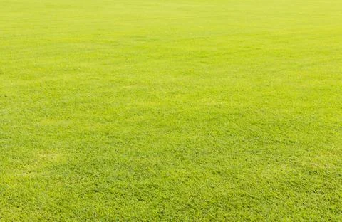 Green grass lawn for background Stock Photos