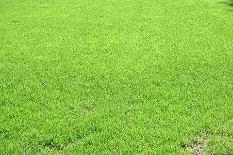 Green grass lawn background Stock Photos