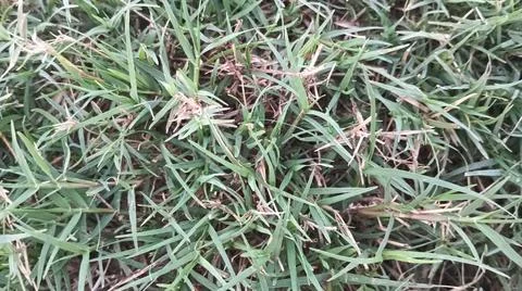 Green grass lawn background texture pattern Stock Photos