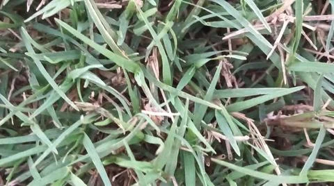 Green grass lawn background texture pattern Stock-Fotos