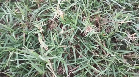 Green grass lawn background texture pattern Stock Photos