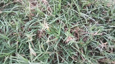 Green grass lawn background texture pattern Stock Photos