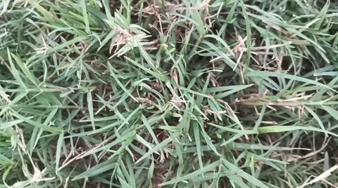 Green grass lawn background texture pattern Stock Photos