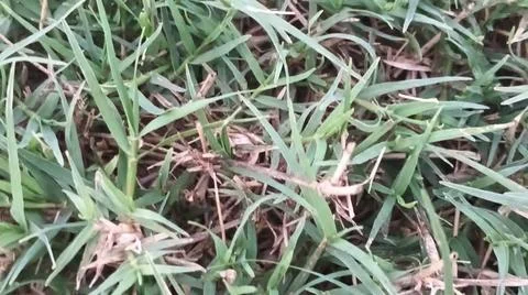 Green grass lawn background texture pattern Stock Photos