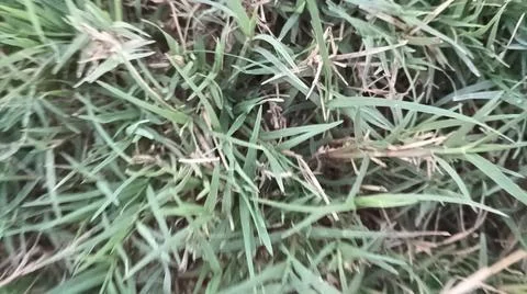 Green grass lawn background texture pattern Stock Photos