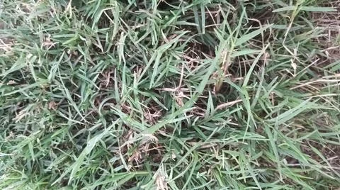 Green grass lawn background texture pattern Stock Photos