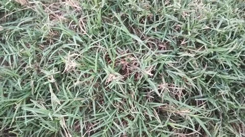 Green grass lawn background texture pattern Stock Photos