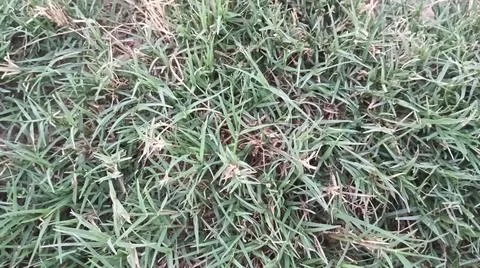 Green grass lawn background texture pattern Stock Photos