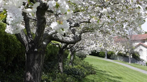 Green Grass Lawn Beautiful Cherry Tree Orchard Garden Blooms Blossoming Blossoms Stock Footage 35282946