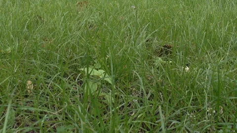 Green grass lawn close-up Video stock 140337749
