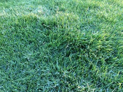 Green grass lawn with close up soft texture nature background Stock Photos