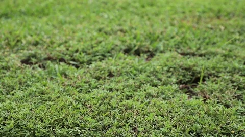 Green grass on the lawn Stock Footage 118100521