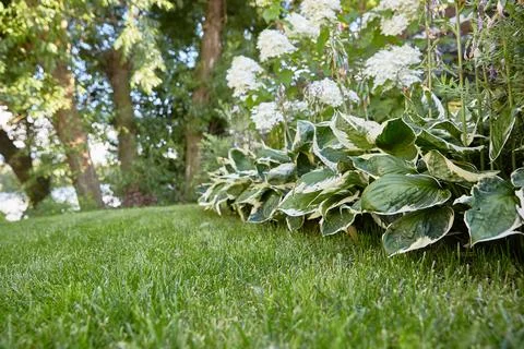 Green grass with a lawn of hydrangeas and host Stock Photos