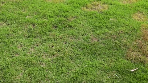 Green Grass Lawn with Irregular Brown Patches Stock Footage 318051322