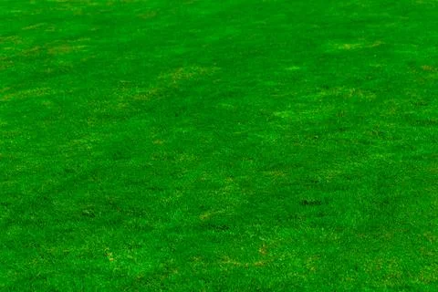 Green Grass Lawn Stock Photos