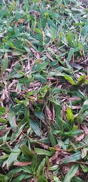 Green grass on the lawn Stock Photos