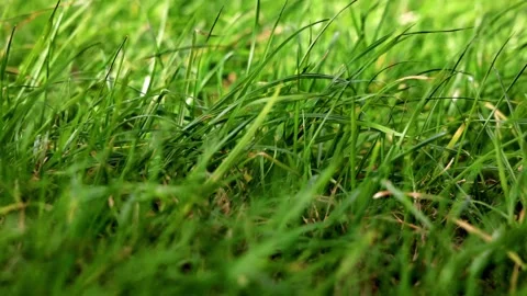 Green Grass Lawn: Sunlit Macro Texture Stock Footage 339270101