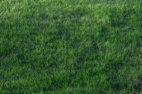 Green Grass Lawn Texture Background Stock Photos
