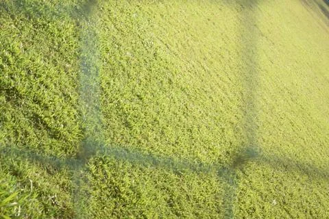 Green grass lawn texture background Stock Photos
