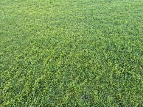 Green grass lawn texture background Stock Photos