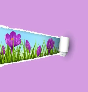 Green grass lawn with violet crocuses and ripped paper sheet iso Illustrazione stock