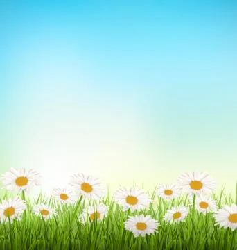 Green grass lawn with white chamomiles on sky Stock Illustration