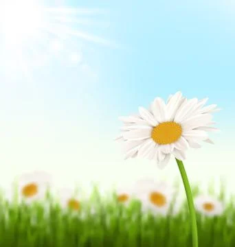 Green grass lawn with white chamomiles flowers and sunlight on s Stock Illustration