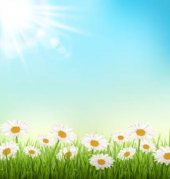 Green grass lawn with white chamomiles and sunlight on sky Stock Illustration