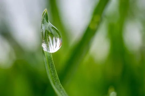 Green grass leaf close up with rain drop Stock Photos