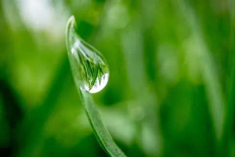 Green grass leaf close up with rain drops Stock Photos