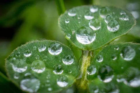 Green grass leaf close up with rain drops Stock Photos