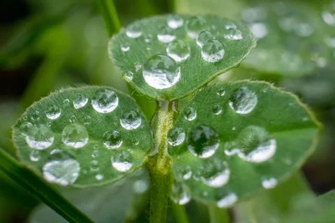 Green grass leaf close up with rain drops Stock Photos
