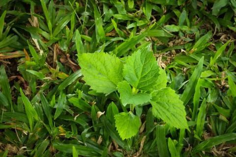 Green grass with leaf Stock Photos