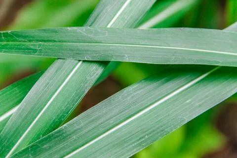Green grass  leaf Stock Photos