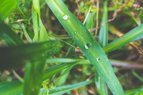 Green grass leaf with shining dew. Macro of fresh green grass leaf with shini Stock-Fotos