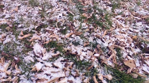 Green grass with leaves covered with first snow Stock Footage 220199871
