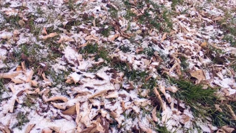 Green grass with leaves covered with first snow Stock Footage 220199884