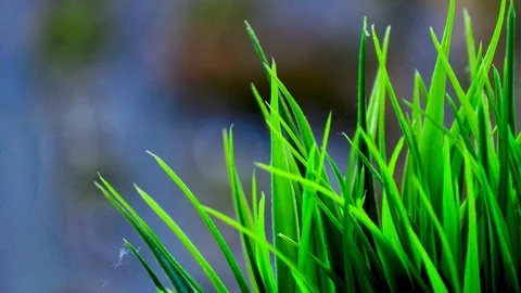 Green Grass Leaves Video stock 88675414