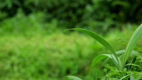 Green grass leaves swaying in strong wind Video stock 320982191
