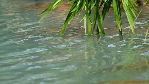 Green grass leaves touching the surface of the river Stock-Footage 336828172