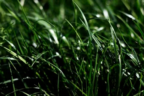 Green grass with light flare tilted to the left Stock Photos