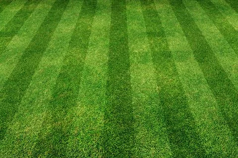 Green grass line background Stock Photos