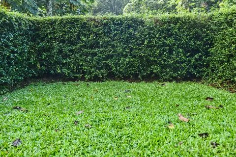 Green grass lined with tea trees. Stock Photos