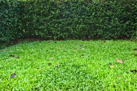 Green grass lined with tea trees. Foto stock